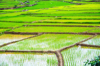 Rice field in Phayao province, Thailand.