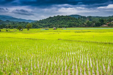 Rice field in Phayao province, Thailand.