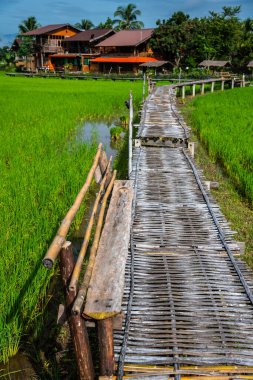 Tayland 'ın Pua bölgesinin güzel pirinç tarlası..