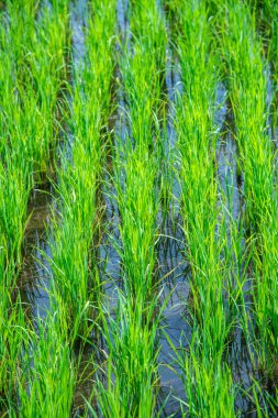 Tarlada Paddy, Tayland.