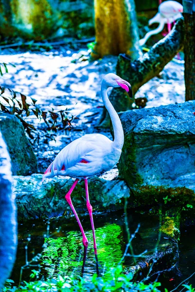 Фламинго Птица Таиланде — стоковое фото