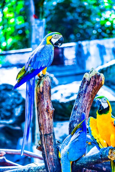 Macaw Bird Thai Thailand — Stock Photo, Image