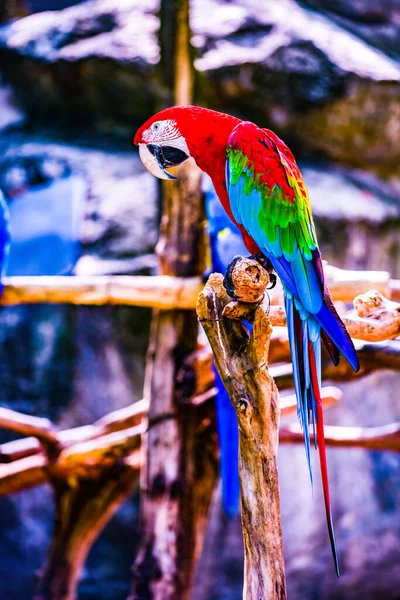 Птаха Макао Таїланді — стокове фото