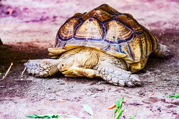 泰国泰国人的Sulcata乌龟 — 图库照片