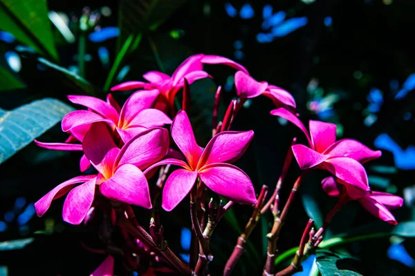Flores Frangipani Con Hoja Tailandia — Foto de Stock