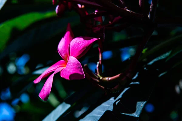 Frangipani Blommor Med Blad Thailand — Stockfoto