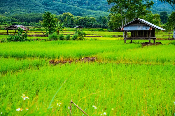 Rice Field Phayao Province Thailand — Photo