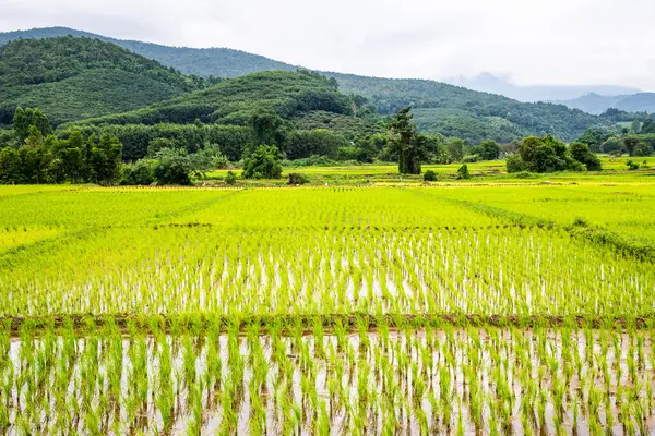 Rice Field Phayao Province Thailand — Fotografia de Stock