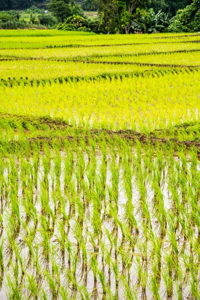 Rice Field Phayao Province Thailand —  Fotos de Stock