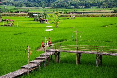 Nan 'ın Pua ilçesindeki pirinç tarlası.