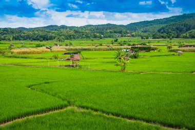 Nan 'ın Pua ilçesindeki pirinç tarlası.