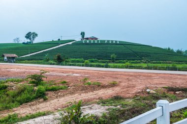 Tayland, Tayland 'da çay çiftliği.