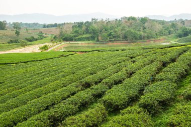 Tayland, Tayland 'da çay çiftliği.