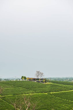 Tayland, Tayland 'da çay çiftliği.