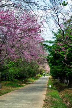 Wild Himalayan Cherry in Khun Wang royal project, Thailand.