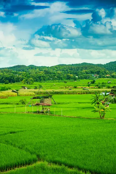 Rice Field Pua District Nan Province — Stock Photo, Image