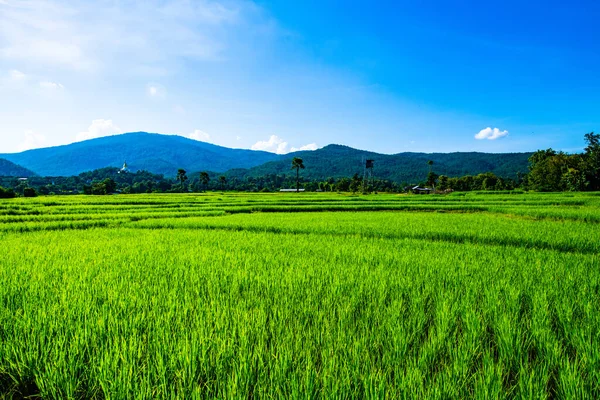 Ladang Padi Provinsi Chiangmai Thailand — Stok Foto
