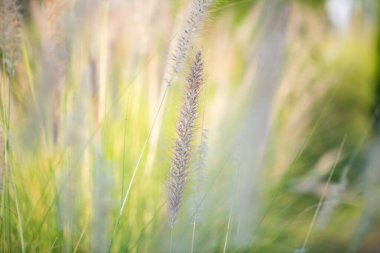 Doğal arka planı olan çim çiçeği, Tayland.