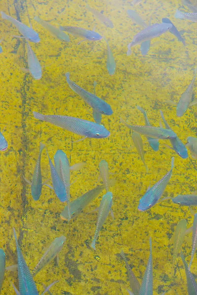 Nilen Tilapia Fisk Vattnet Thailand — Stockfoto