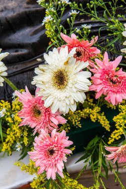 Tayland, Gerbera çiçeğine yakın..