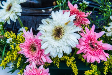 Tayland, Gerbera çiçeğine yakın..