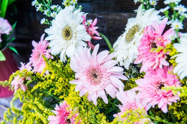 Tayland, Gerbera çiçeğine yakın..