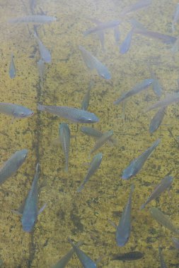 Suda Nil Tilapia balığı, Tayland.