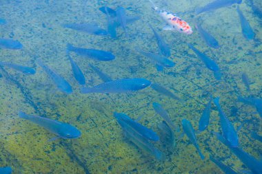 Suda Nil Tilapia balığı, Tayland.