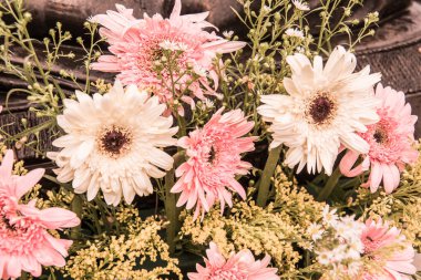 Tayland, Gerbera çiçeğine yakın..