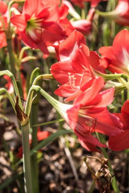 Amaryllis çiçekleri parkta, Tayland.