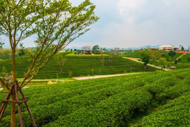 Tayland, Tayland 'da çay çiftliği.