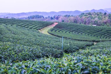 Tayland, Tayland 'da çay çiftliği.