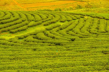 Tayland, Tayland 'da çay çiftliği.