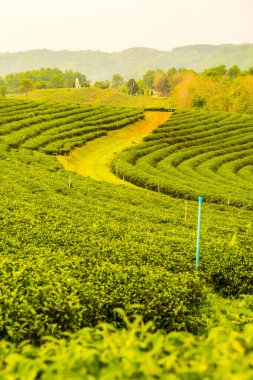Tayland, Tayland 'da çay çiftliği.