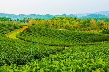 Tayland, Tayland 'da çay çiftliği.