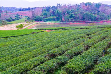 Tayland, Tayland 'da çay çiftliği.