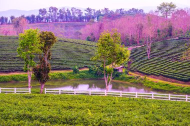 Tayland, Tayland 'da çay çiftliği.