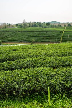 Tayland, Tayland 'da çay çiftliği.