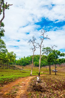 Tayland 'ın Chiangmai eyaletinde doğal manzara.