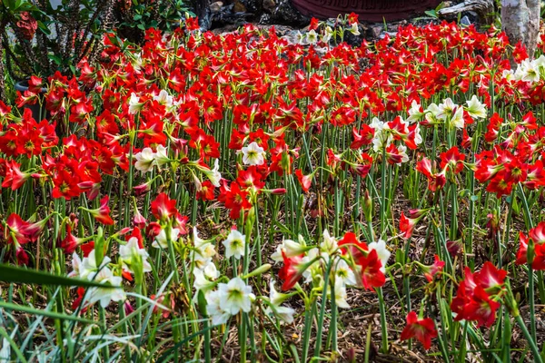 Amaryllis Flowers Park Thailand — Stock Photo, Image