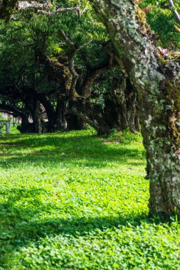 Angkhang, Tayland Kraliyet Tarım İstasyonunda Japon Kayısı Ağaçları.