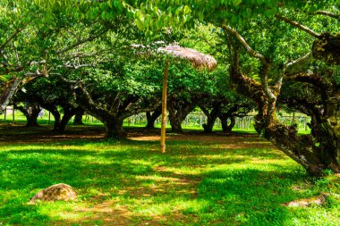 Angkhang, Tayland Kraliyet Tarım İstasyonunda Japon Kayısı Ağaçları.