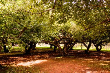 Angkhang, Tayland Kraliyet Tarım İstasyonunda Japon Kayısı Ağaçları.