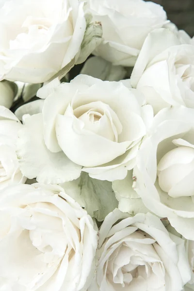 Белые Розы Таиланд — стоковое фото