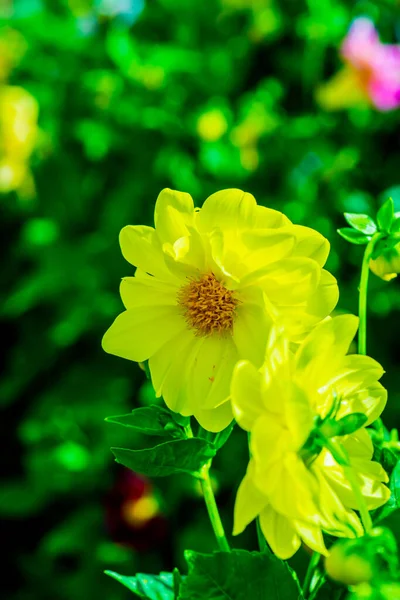 Жовті Квіти Парку Таїланд — стокове фото