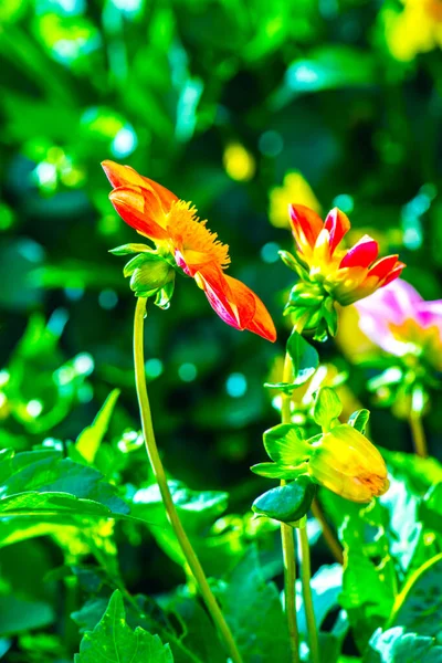 Fleurs Orange Dans Parc Thaïlande — Photo