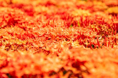 Kızıl Ixora çiçeğinin arka planı, Tayland.