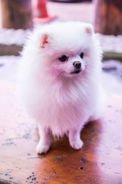 Beyaz Pomeranya portresi, Tayland.