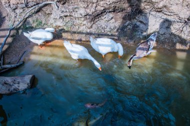 Bir grup ördek, Tayland.