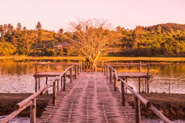 Gölde ağaç, güneş ışığı, Tayland.